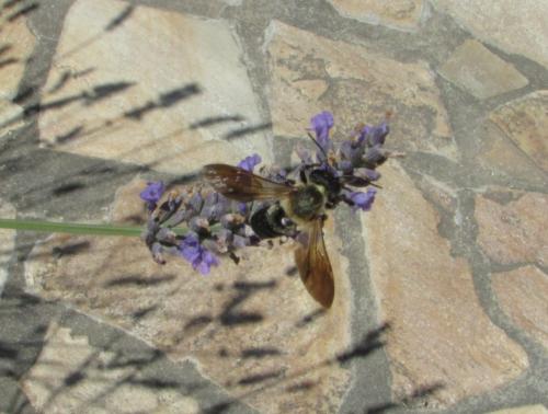 Megachile sculpturalis